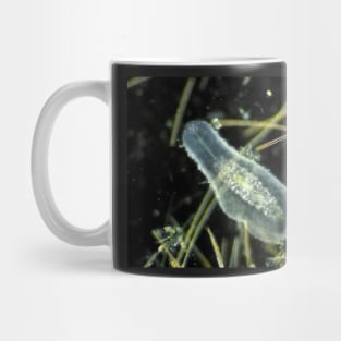 Gastrotrich under the microscope Mug